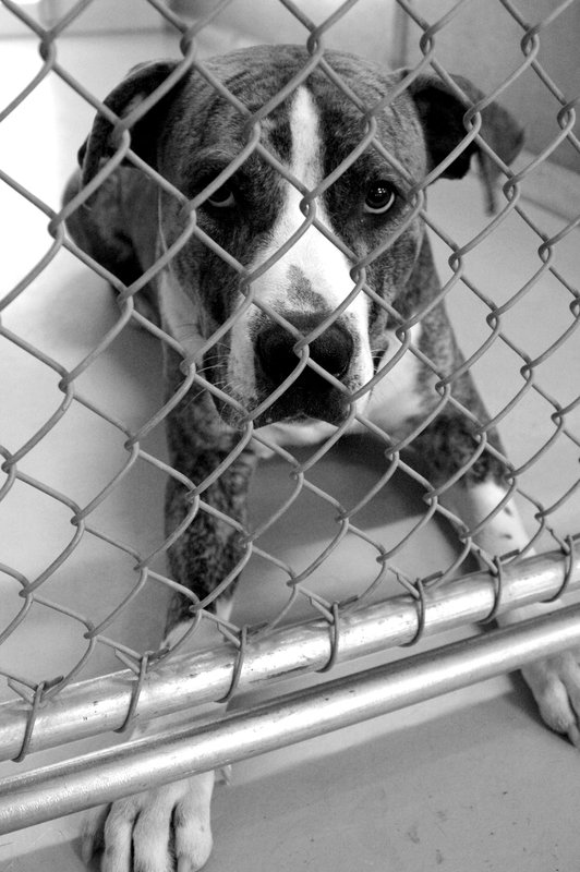 2008 03 13_Shelter dogs_0024