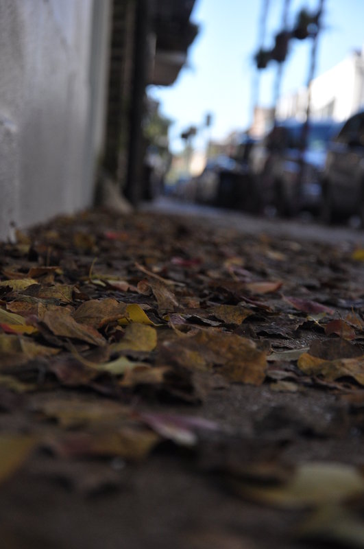 Autumn Stroll