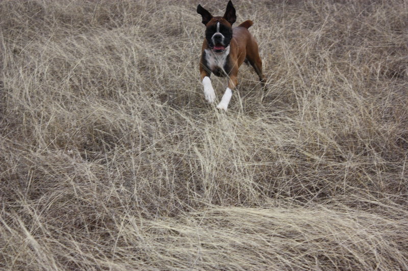 Taz