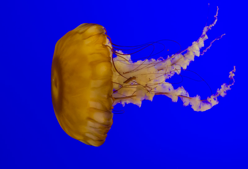 jellyfish