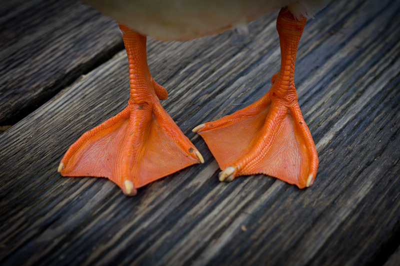 3 - Duck Feet