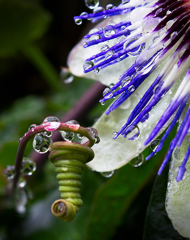 15 - Dripping Passion