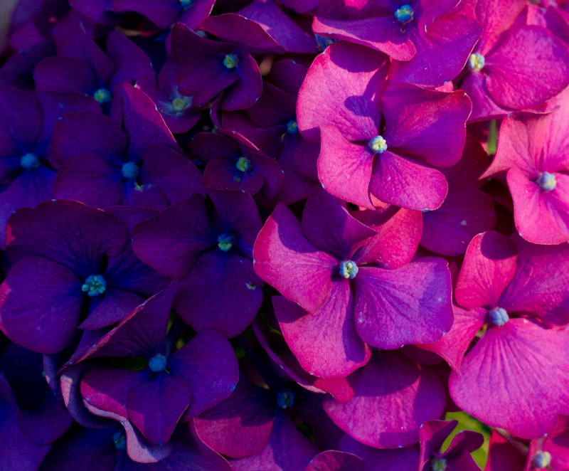 Day 6 - Hydrangea optimal growing conditions - Partial Sun