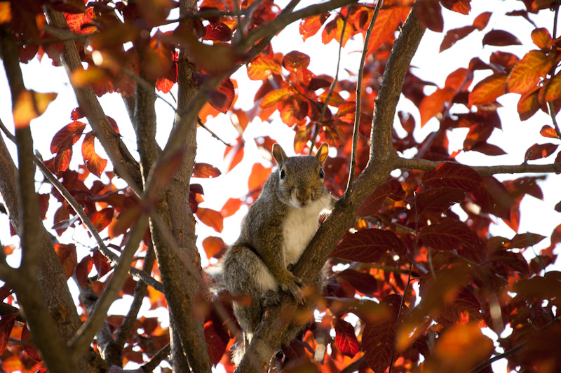Up In A Tree