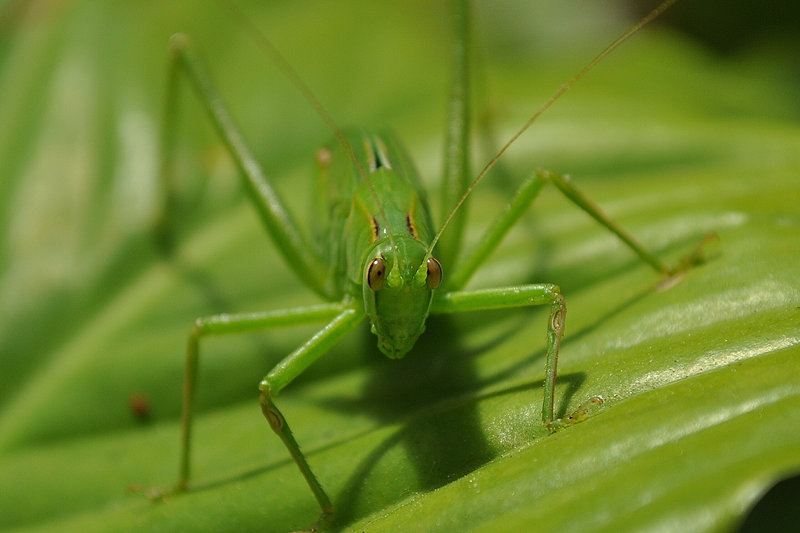 Jiminy Cricket
