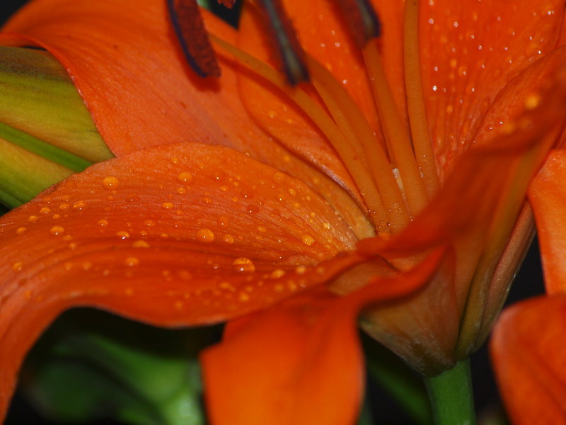 Macro Tiger Lily