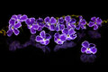 13 Flowers