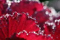 Bejewelled