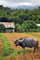 Agricultural Excellence