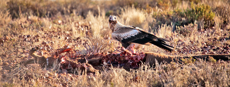 PAW Week 26 - Wedge Tail Eagle feeding
