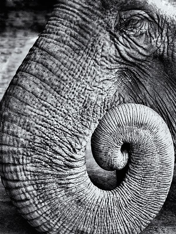 Trunk