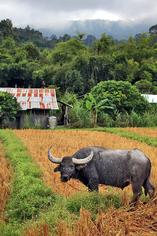 Agricultural Excellence