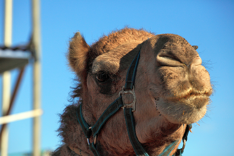 Pucker Up