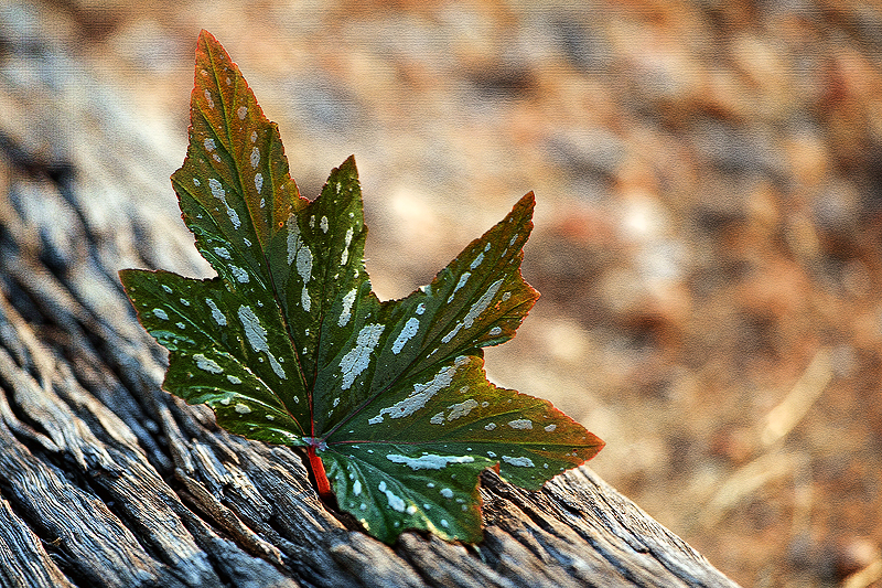 PAW Week 1 - Leaf