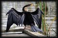 Darter (Snake Bird)