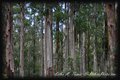 Peeling gum trees