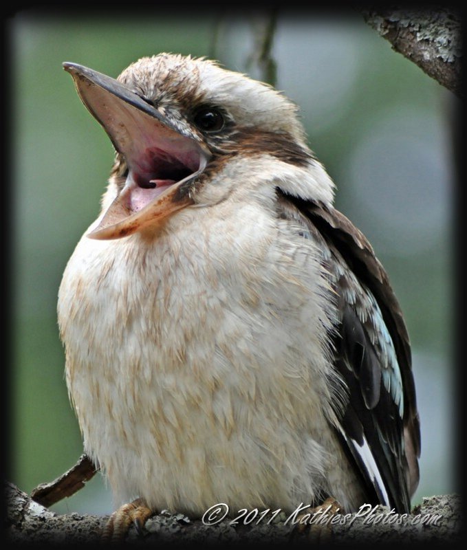 Laughing Kookaburra