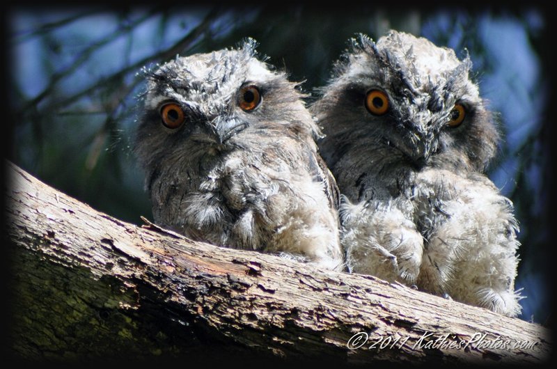 Baby Tawny Frogmouths