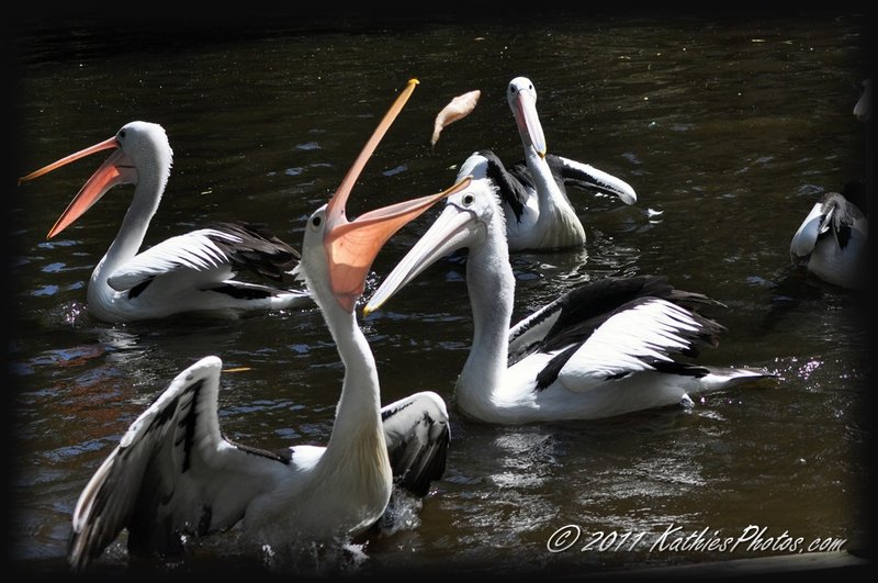 Feeding the pelicans