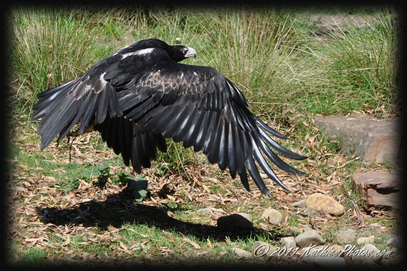 Coming in for a landing