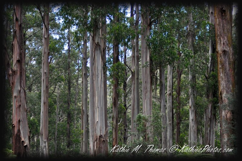 Peeling gum trees