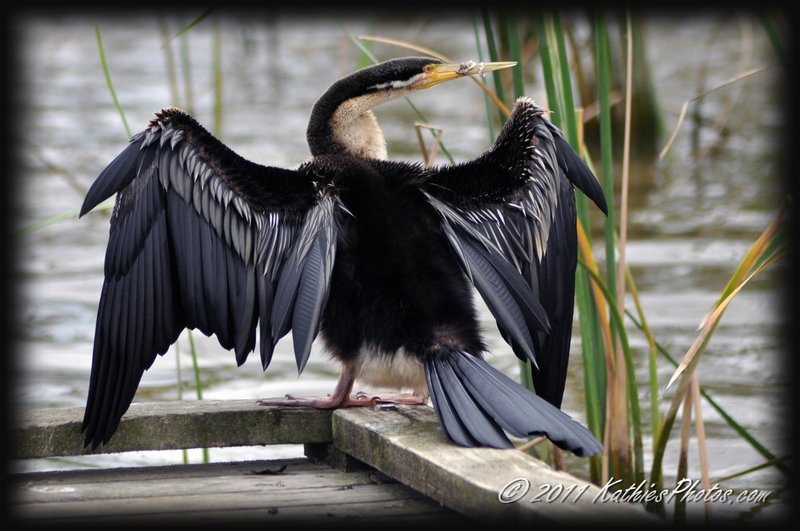 Darter (Snake Bird)