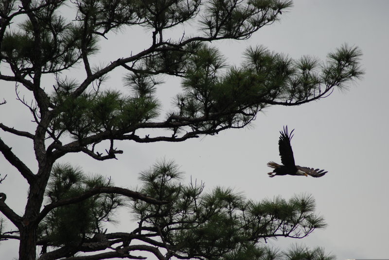AW_Wildlife_005