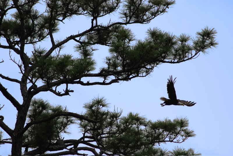 AW_Wildlife_005a