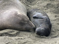 Elephant seal mother and pup