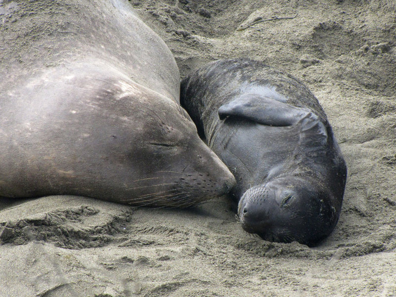 Elephant seal mother and pup