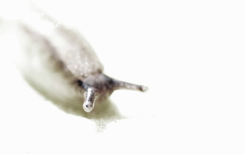 Sluggish