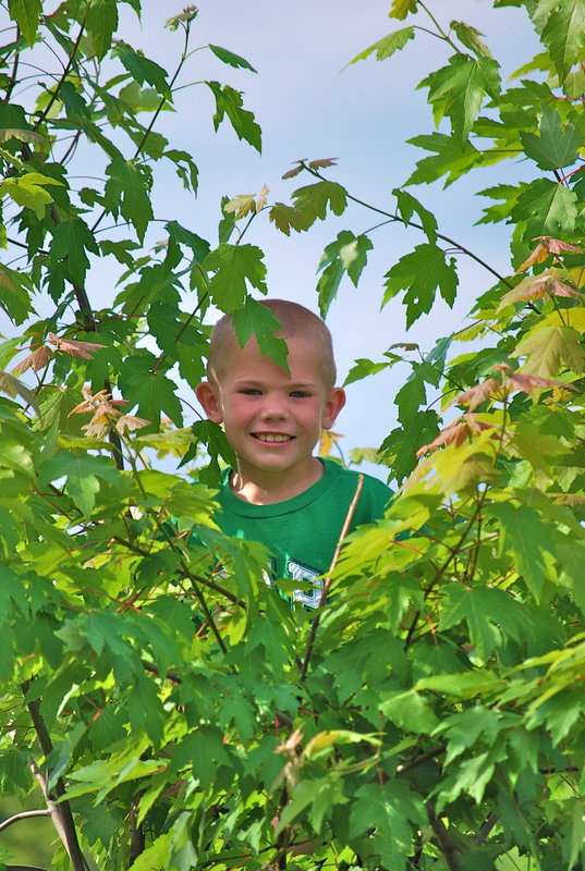 Tree climber