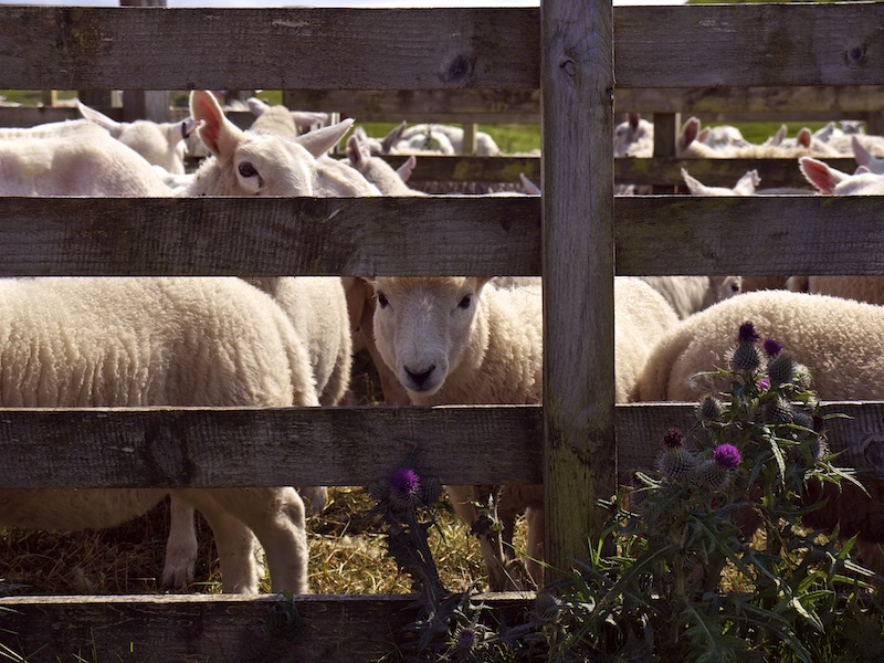 sheep shearing