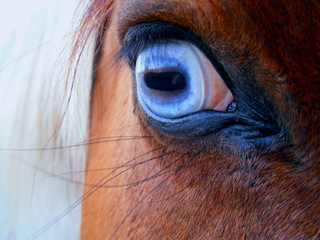 Blue-Eyed Boy