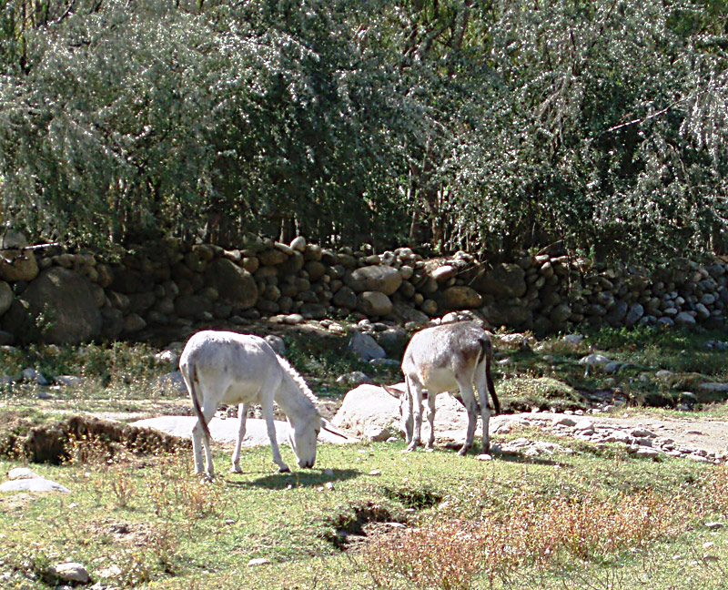 unicorn-donkey