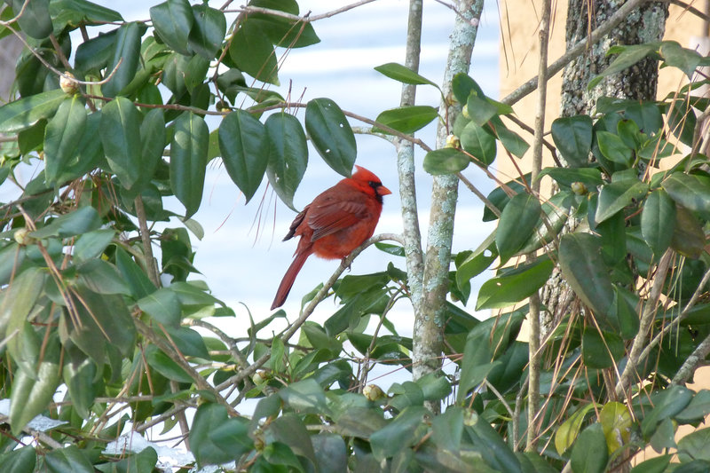 Red Bird in the Snow