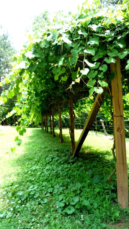Grape Arbor