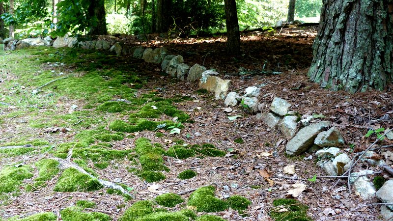Rocks in Woods