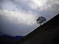 Solitude
