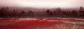 Crimson Fields