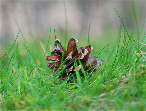 Pine Cone