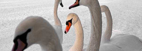 The Mute Swans of Northumberland