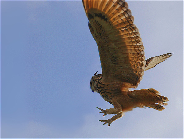 Bengal Flight