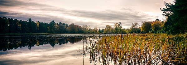 Cragside Reeds