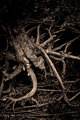 PrairieCreekPark-20110623-22284