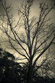 Solitude Tree