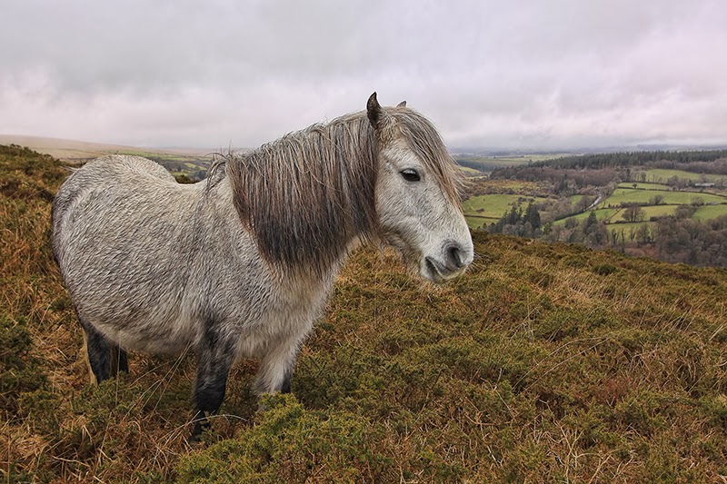 Dartmoor Pony