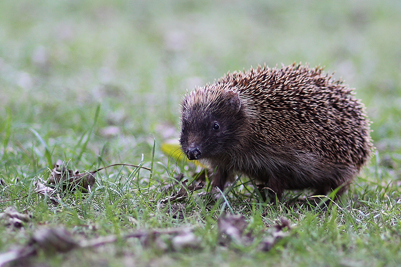 A French Hedgehog