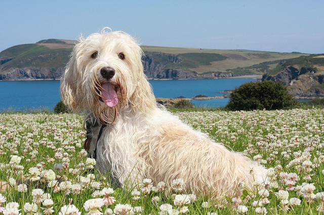 Field of joy