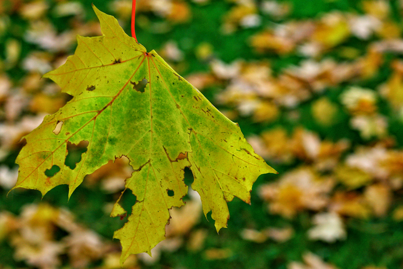 More Foliage